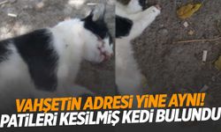 Manisa’da kedi vahşeti devam ediyor… Bir kedi daha patileri kesilmiş halde bulundu!