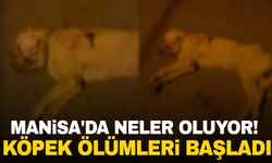 Manisa'da Neler Oluyor! Köpek Ölümleri Başladı...