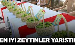 Manisa’da tescilli zeytinler yarıştı