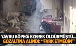 Manisa’da yavru köpeği ezerek öldürdü! “Fark etmedim” dedi!