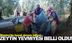 Manisa’da zeytin toplama yevmiyeleri belli oldu