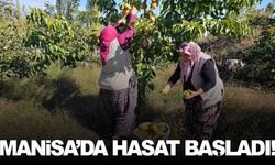 Manisa’nın ilçesinde hasadı başladı… 100 ton rekolte bekleniyor!