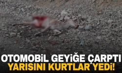 Otomobil geyiğe çarptı: Yarısını kurtlar yedi