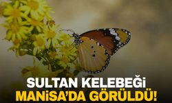 Sultan Kelebeği Manisa’da fotoğraflandı