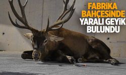 İzmir’de şaşırtan olay: Yaralı geyik fabrika bahçesine sığındı