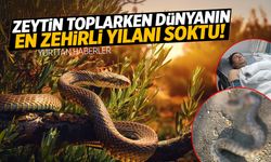 Zeytin toplarken dünyanın en zehirli yılanı soktu