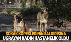 Ege’de sokak köpeği dehşeti… Kaçmaya çalışırken düşerek belini kırdı!