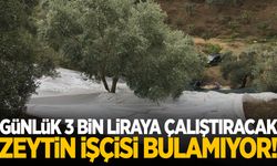 Günlük 3 bin lira veriyor… Çalıştıracak zeytin işçisi bulamıyor