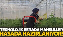 Kula jeotermal teknolojik serada mahsuller hasada hazırlanıyor!