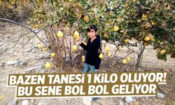 Manisa için ayva vakti! Kimi zaman tanesi 1 kilo çekiyor