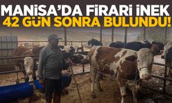 Manisa’da çiftlikten kaçak inek 42 gün sonra bulundu