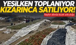 Manisa’da naylonla korunan domatesler pazar yolunda