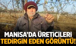 Manisa'da üreticiyi tedirgin eden görüntü!