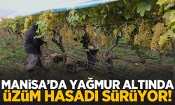 Manisa’da yağmura rağmen hasat devam ediyor