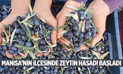 Manisa’nın 853 rakımlı ilçesinde zeytin hasadı başladı! 6 bin ton rekolte bekleniyor!