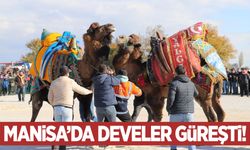 Saruhanlı’da ilk deve güreşleri festivali coşkuyla gerçekleşti