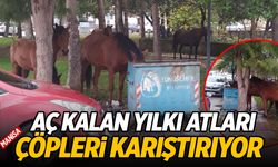 Aç kalan yılkı atları çöpleri karıştırmaya başladı