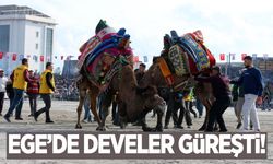 Aydın’da deve güreşi festivali coşkusu