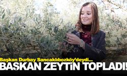 Başkan Durbay tarlaya inip zeytin topladı