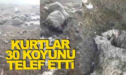 Doğu ilinde kurt saldırısı… 30 koyunu telef ettiler!