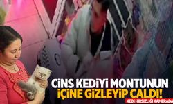 İzmir’de bir garip hırsızlık! Papağan almaya geldi, cins kediyi çaldı!