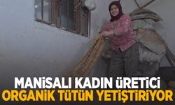 Manisalı kadın üretici, geleneksel yöntemlerle organik tütün yetiştiriyor