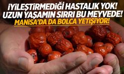 Uzun yaşamın sırrı bu meyvede… Manisa’nın ilçesinde bolca yetişiyor!