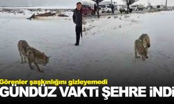 Yaralı kurt gündüz vakti şehre indi!