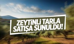 Zeytinli tarla mahkemeden satışa çıkarıldı