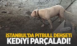 Ağızlıksız gezdirilen pitbull cinsi köpek kediyi parçaladı!