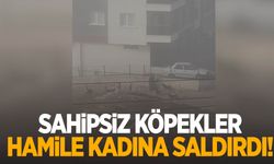 Sahipsiz köpekler hamile kadına saldırdı!