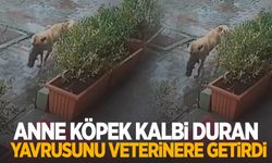 Anne köpek kalbi duran yavrusunu veterinere getirdi