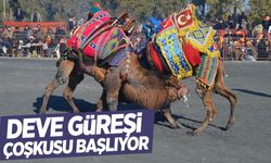 Gölmarmara’da deve güreşi festivali başlıyor!