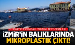 İzmir'in balıklarında mikroplastik çıktı! İşte o balıklar...