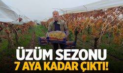 Manisa'da üzüm sezonu 7 aya kadar çıktı!