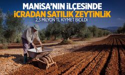 Manisa’nın ilçesinde zeytinlik satılıyor! 2,3 milyon TL değerinde...