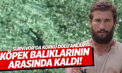 Survivor’da korku dolu anlar! Köpek balıkları etrafını sardı