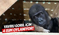 Yavru goril için isim aranıyor! İsim anketi başlatıldı…