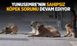 Yunusemre'nin sahipsiz sokak köpeği sorunu devam ediyor