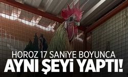 Ege’nin horozu 17 saniye boyunca aynı şeyi yaptı… O anlar sosyal medyada gündem oldu!