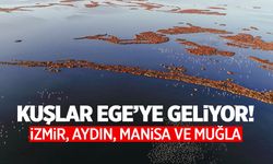 İzmir, Aydın, Manisa ve Muğla... Kuşlar Ege'ye geliyor