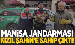 Manisa’da jandarma ekipleri yaralı şahin için seferber oldu