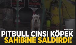 Pitbull cinsi köpek sahibine saldırdı!