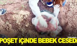 Köpeğin bir şey taşıdığını fark eden çoban yakından bakınca dehşeti yaşadı