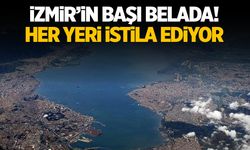 İzmir'in başı belada! Her yeri istila ediyor...