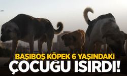 İzmir’de başıboş köpek dehşeti… 6 yaşındaki çocuğu ısırdı!