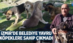 İzmir'de belediye yavru köpeklere sahip çıkmadı