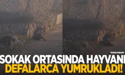 Küçükbaş hayvana sokak ortasında eziyet! Defalarca yumrukladı…