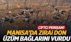 Manisa’da zirai don üzüm bağlarını vurdu… Çiftçilere ‘sigorta’ çağrısı yapıldı!