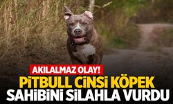 Pitbull cinsi köpek sahibini silahla vurdu! Duyanlar şaşkına döndü!